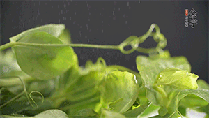 豌豆尖洗凈，切斷備用。