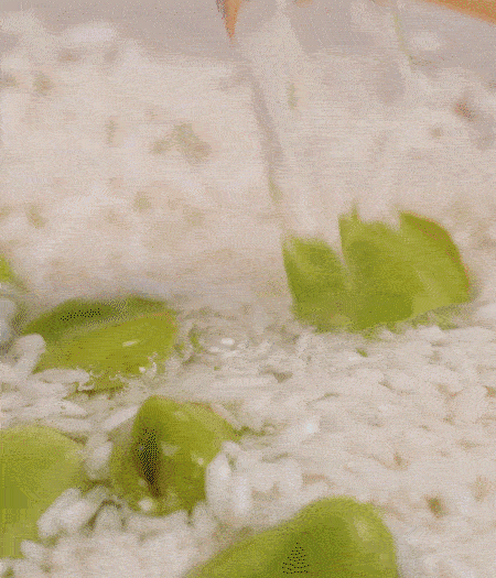 鍋底抹油，將淘洗干凈的大米，加蠶豆、清水，蓋蓋中火煮。